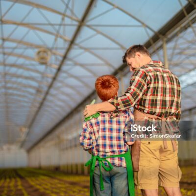 Father and son looking on sprouts on lettuce plantation